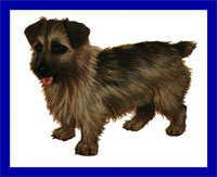 a well breed Norfolk Terrier dog
